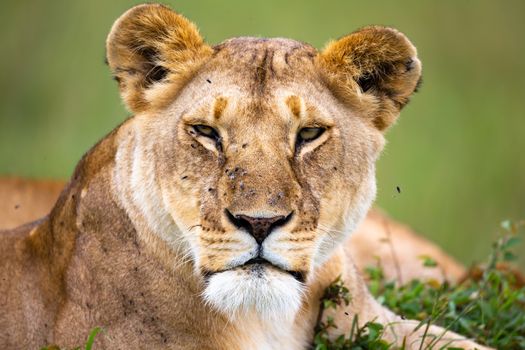 A portrait of a lioness, she lies in the grass in the savannah