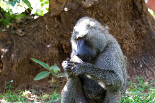 One baboon has found a fruit and nibbles on it