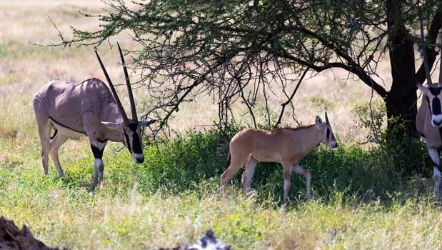 The Oryx family stands in the pasture surrounded by green grass and shrubs