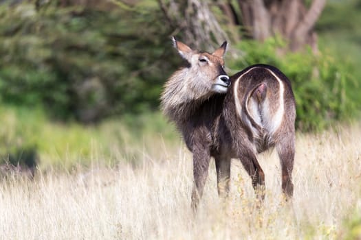 An antelope in the middle of the savannah of Kenya