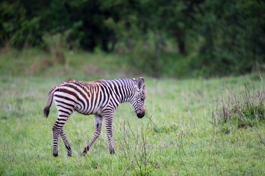 Some Zebras in the middle of the savannah of Kenya