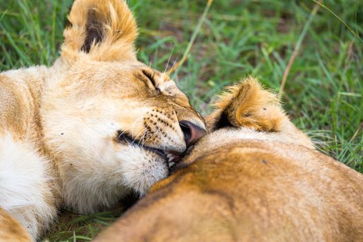 Some young lions cuddle and play with each other