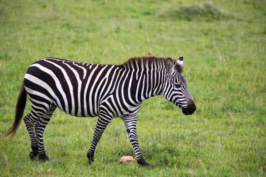 Some Zebras in the middle of the savannah of Kenya