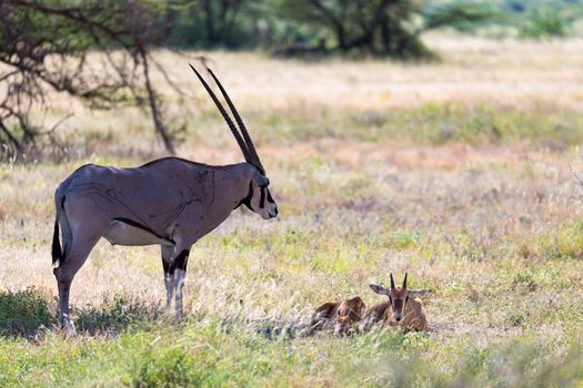 An antelope in the middle of the savannah of Kenya