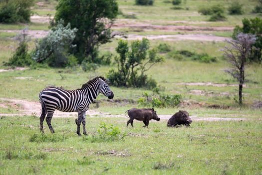Some zebras run and graze in the savannah