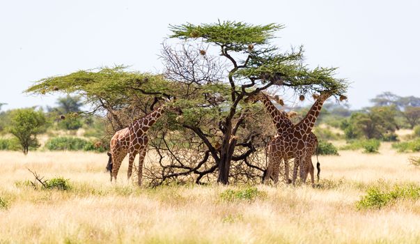 The giraffe group eats the leaves of the acacia trees