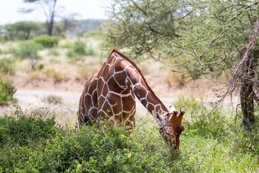 The closeup of a giraffe with many plants in the background