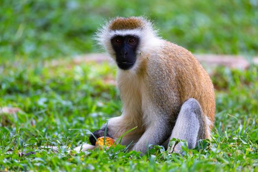A monkey is doing a fruit meal in the grass