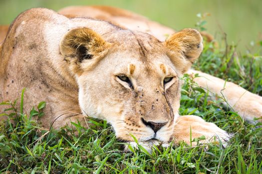 A portrait of a lioness, she lies in the grass in the savannah