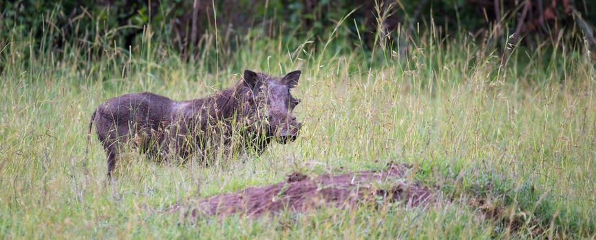 Some Warthogs are grazing in the savannah of Kenya