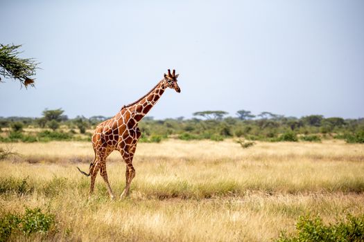 A Somalia giraffes eat the leaves of acacia trees