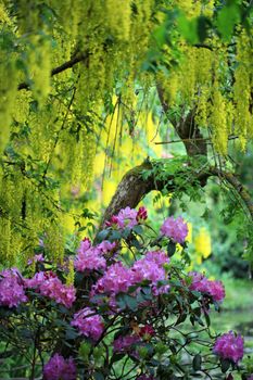 Wonderful park with Rhododendron bush and Golden chains tree