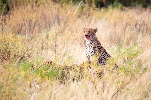 The cheetah eating in the middle of the grass