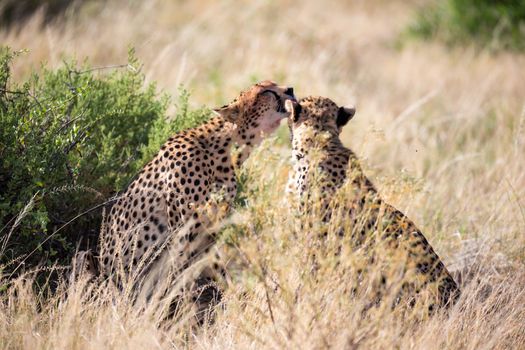 The cheetahs brush each other after the meal