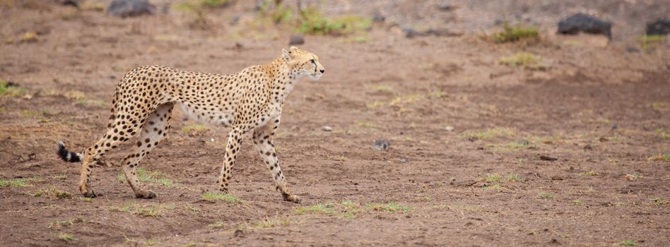 a gepard in the savannah of Kenya