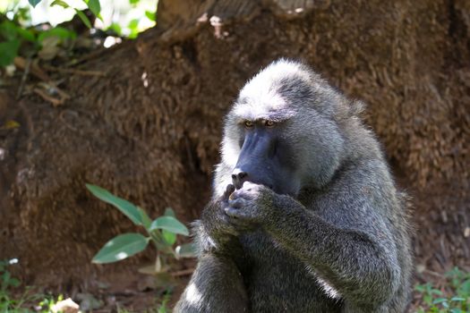 One baboon has found a fruit and nibbles on it