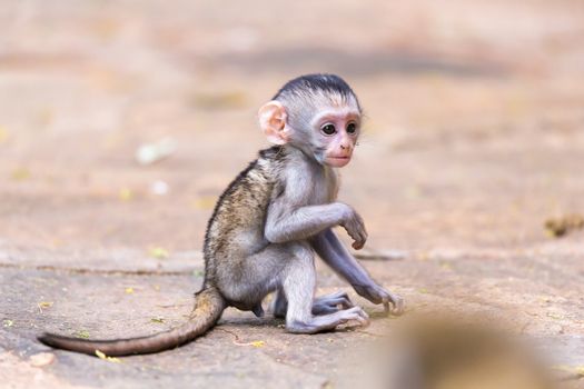One little funny monkey is playing on the floor or on the tree