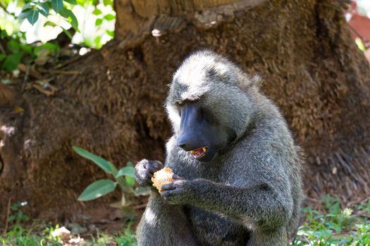 One baboon has found a fruit and nibbles on it