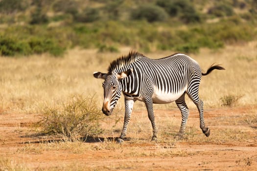 The Grevy Zebra is grazing in the countryside of Samburu in Kenya