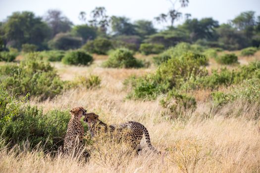 The cheetahs brush each other after the meal