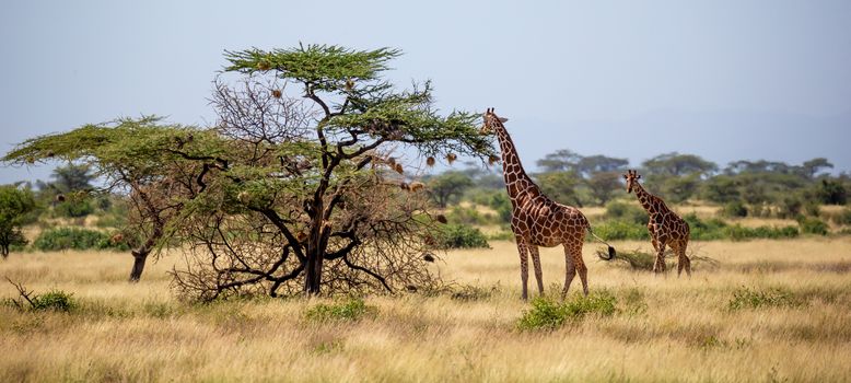 A Somalia giraffes eat the leaves of acacia trees