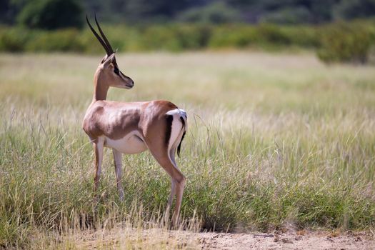 The antelopes in the grass landscape of Kenya