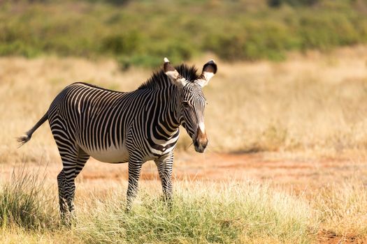 The Grevy Zebra is grazing in the countryside of Samburu in Kenya