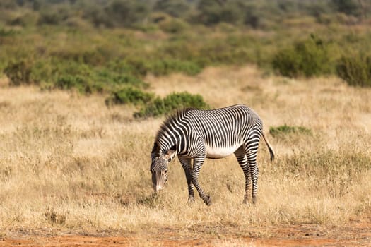 The Grevy Zebra is grazing in the countryside of Samburu in Kenya