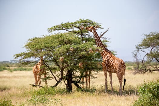 The Somalia giraffes eat the leaves of acacia trees