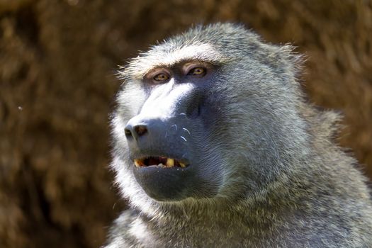 One baboon has found a fruit and eats it