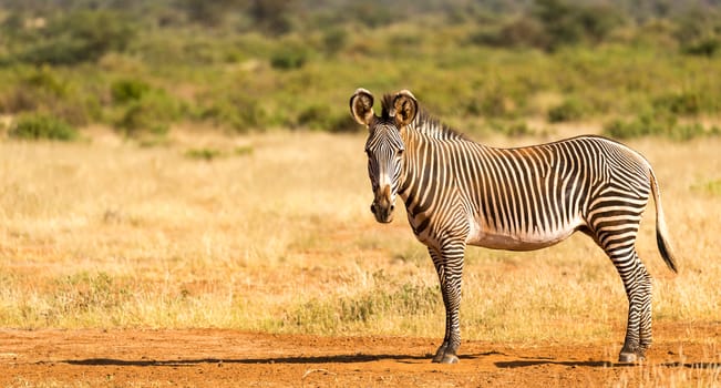 The Grevy Zebra is grazing in the countryside of Samburu in Kenya