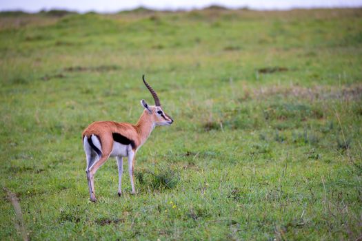 A Thomson's Gazelle in the grass landscape of the savannah in Kenya