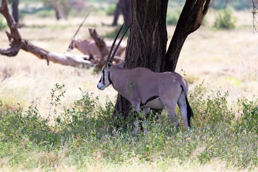 The Oryx family stands in the pasture surrounded by green grass and shrubs