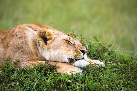 A portrait of a lioness, she lies in the grass in the savannah