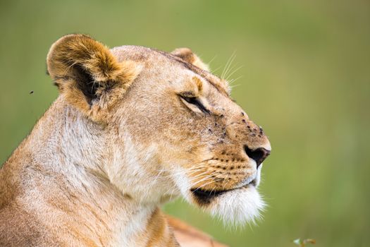 A portrait of a lioness, she lies in the grass in the savannah