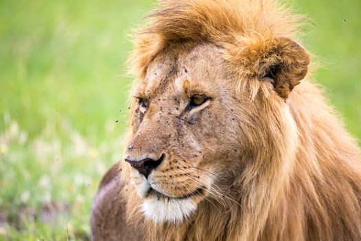 The close-up of the face of a lion in the savannah of Kenya