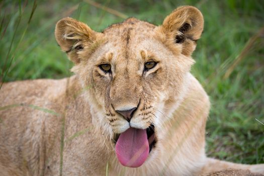 A face of a young lioness in close-up