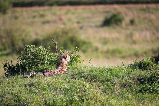 The cheetah mother with two children in the Kenyan savannah