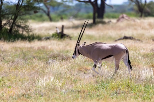 The Oryx family stands in the pasture surrounded by green grass and shrubs