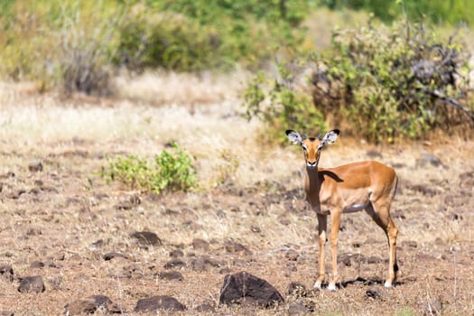 An antelope in the middle of the savannah of Kenya