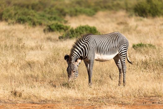 The Grevy Zebra is grazing in the countryside of Samburu in Kenya