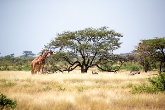 A Somalia giraffes eat the leaves of acacia trees