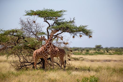 The Somalia giraffes eat the leaves of acacia trees