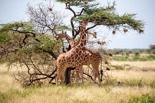The Somalia giraffes eat the leaves of acacia trees