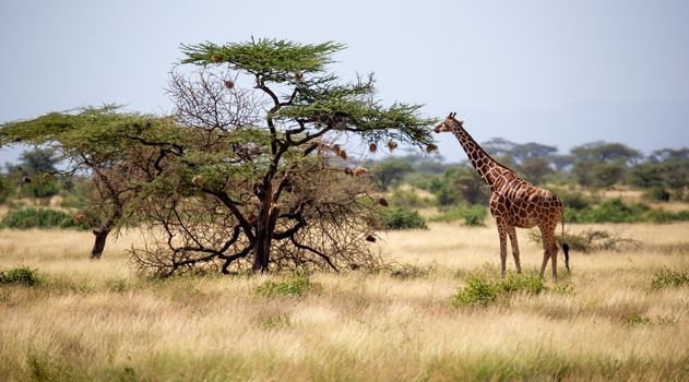 A Somalia giraffes eat the leaves of acacia trees