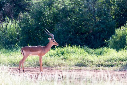 One Grant Gazelle stands in the middle of the grassy landscape of Kenya