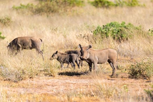The warthog stands in the middle of the grass in Kenya