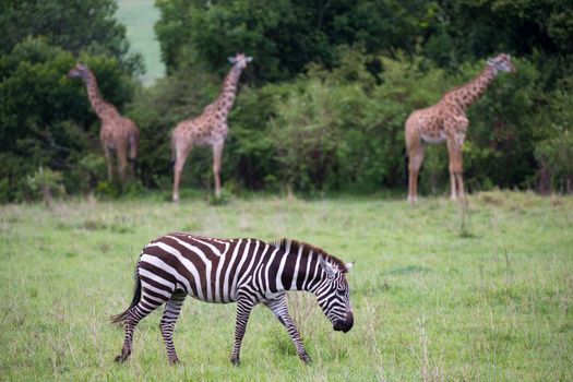 Some Zebras in the middle of the savannah of Kenya