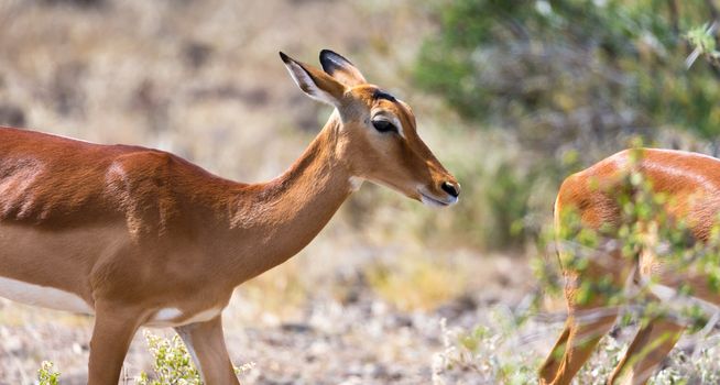 The Grant Gazelle grazes in the vastness of the Kenyan savannah