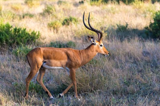 The portrait of an Impala antelope in the savannah of Kenya